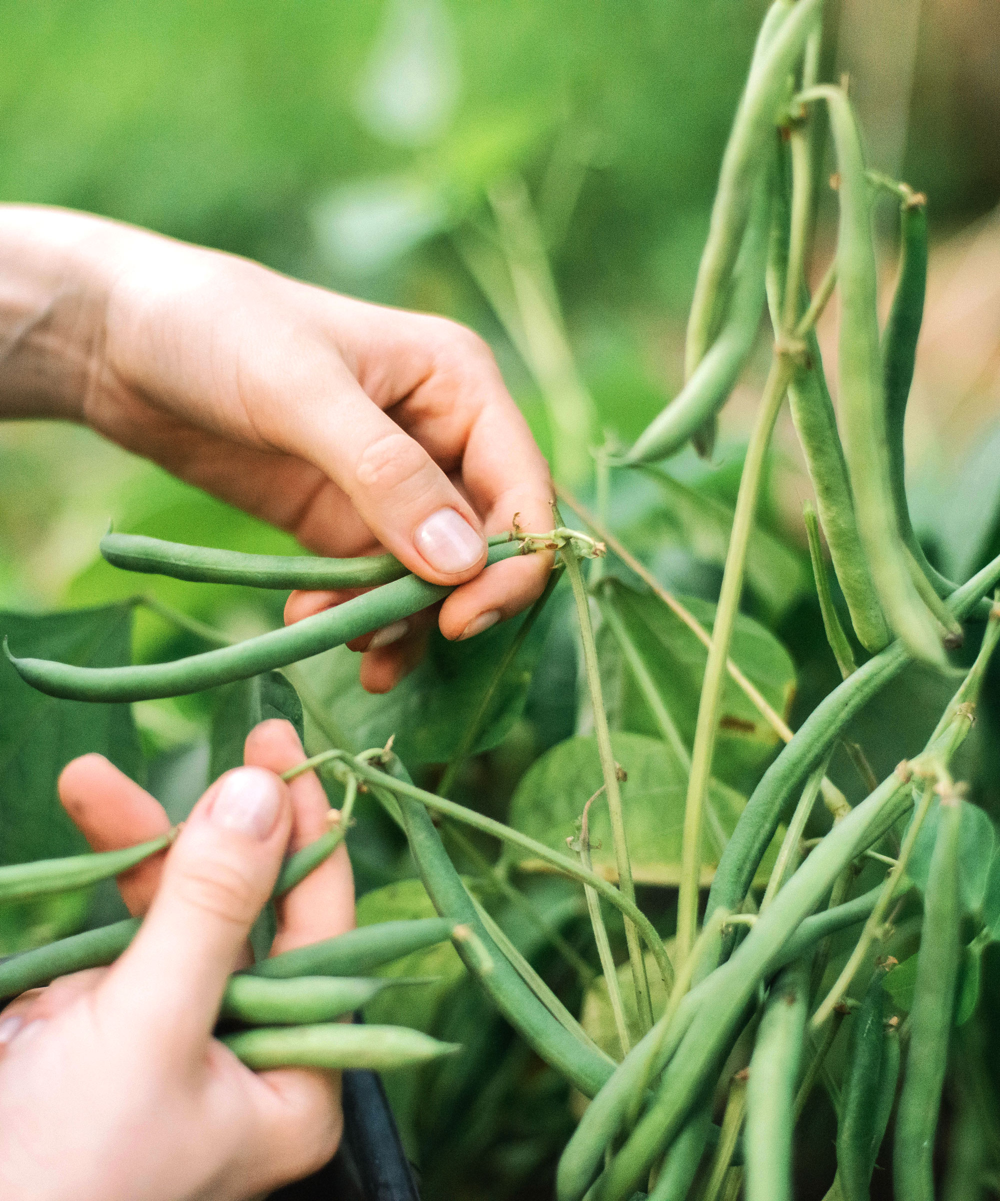 green climbing beans with woman's hands picking them
