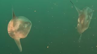 Two ocean sunfish swim away from the camera off the coast of British Columbia.