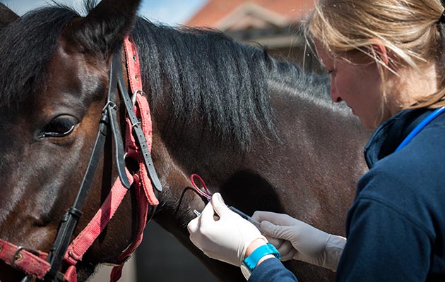 Outside-jugular-catheter_68387952_176321322.jpeg