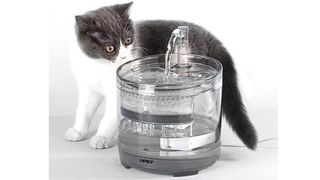 Cat with pet water fountain