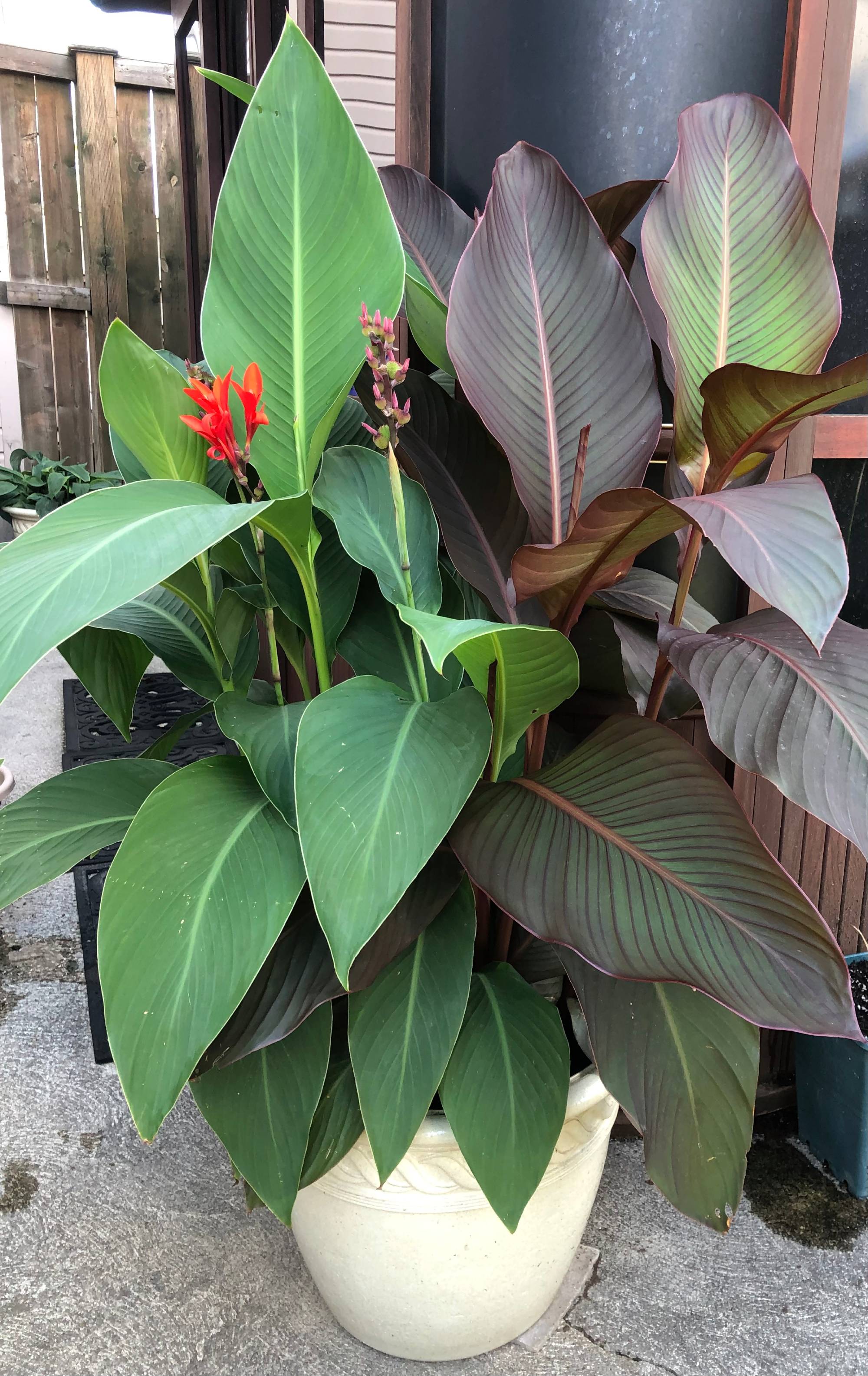 A canna growing in a white pot