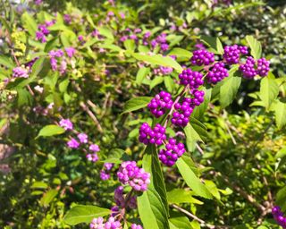 beautyberry or callicarpa with purple berries