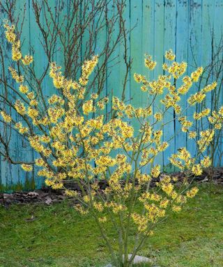 A yellow witch hazel tree blooming against a blue wall