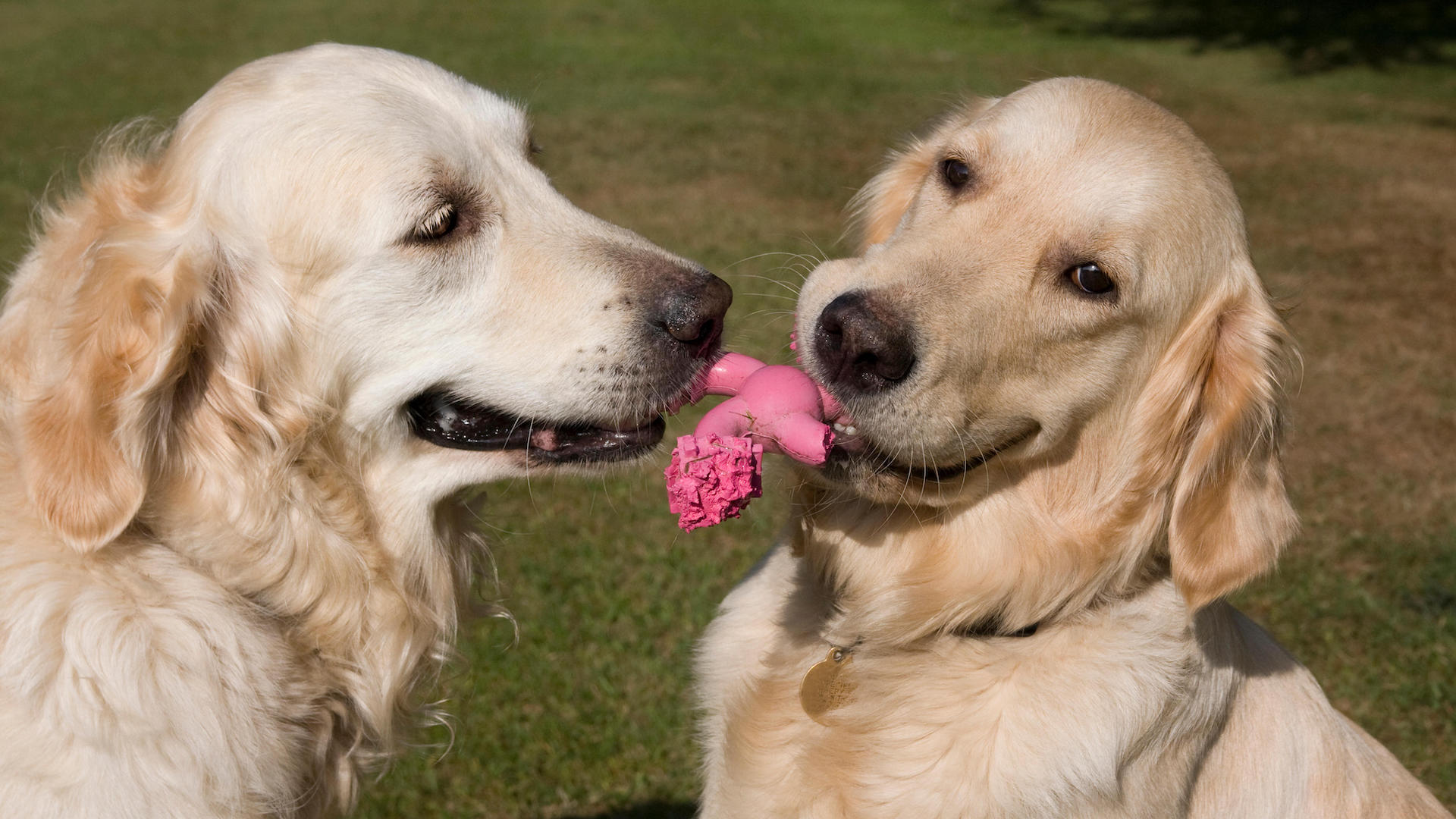 Two golden retrievers with chew toy