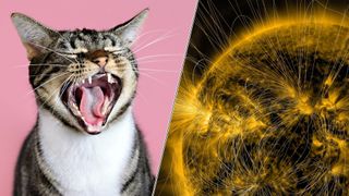 Striped cat yawns with wide open mouth on bright pink background; The sun showing sunspots, solar flares and coronal mass ejections.