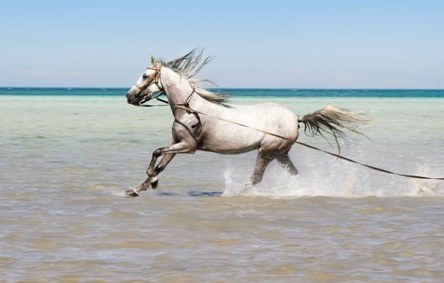 Horse at Dahab