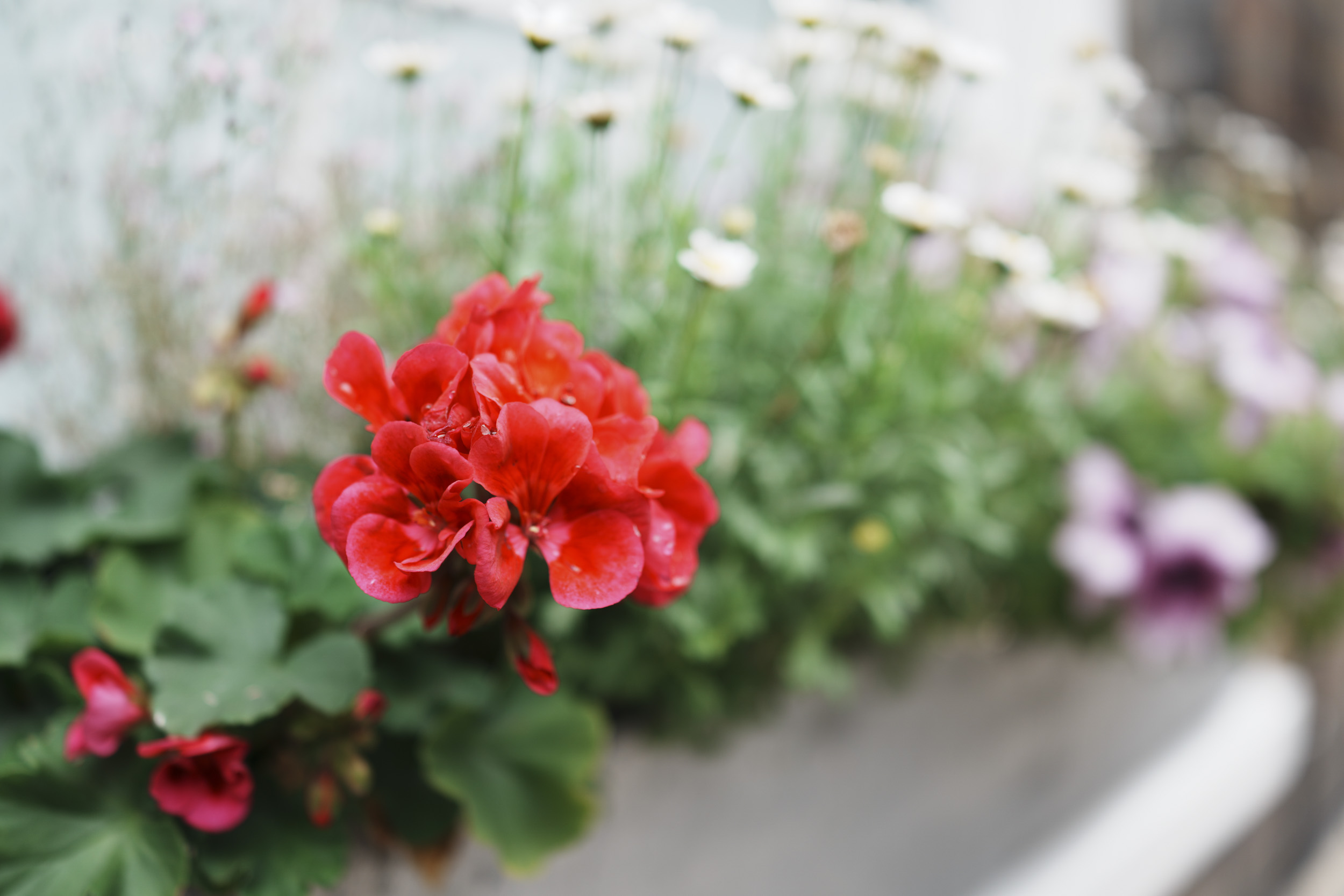 Sony RX1R III sample gallery: red flower closeup