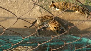 tiger trafficking