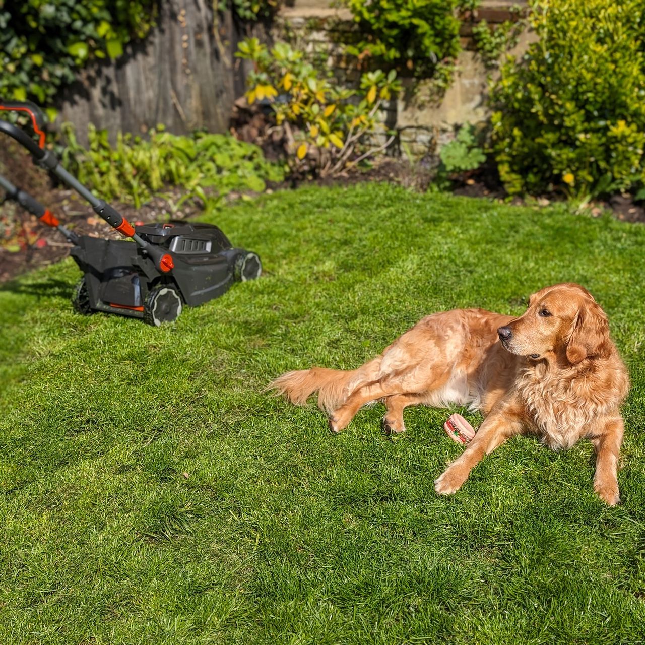 Husqvarna Aspire LC34 P4A on a lawn with a golden retriever dog in foreground