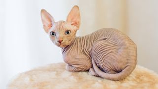 Sphynx cat