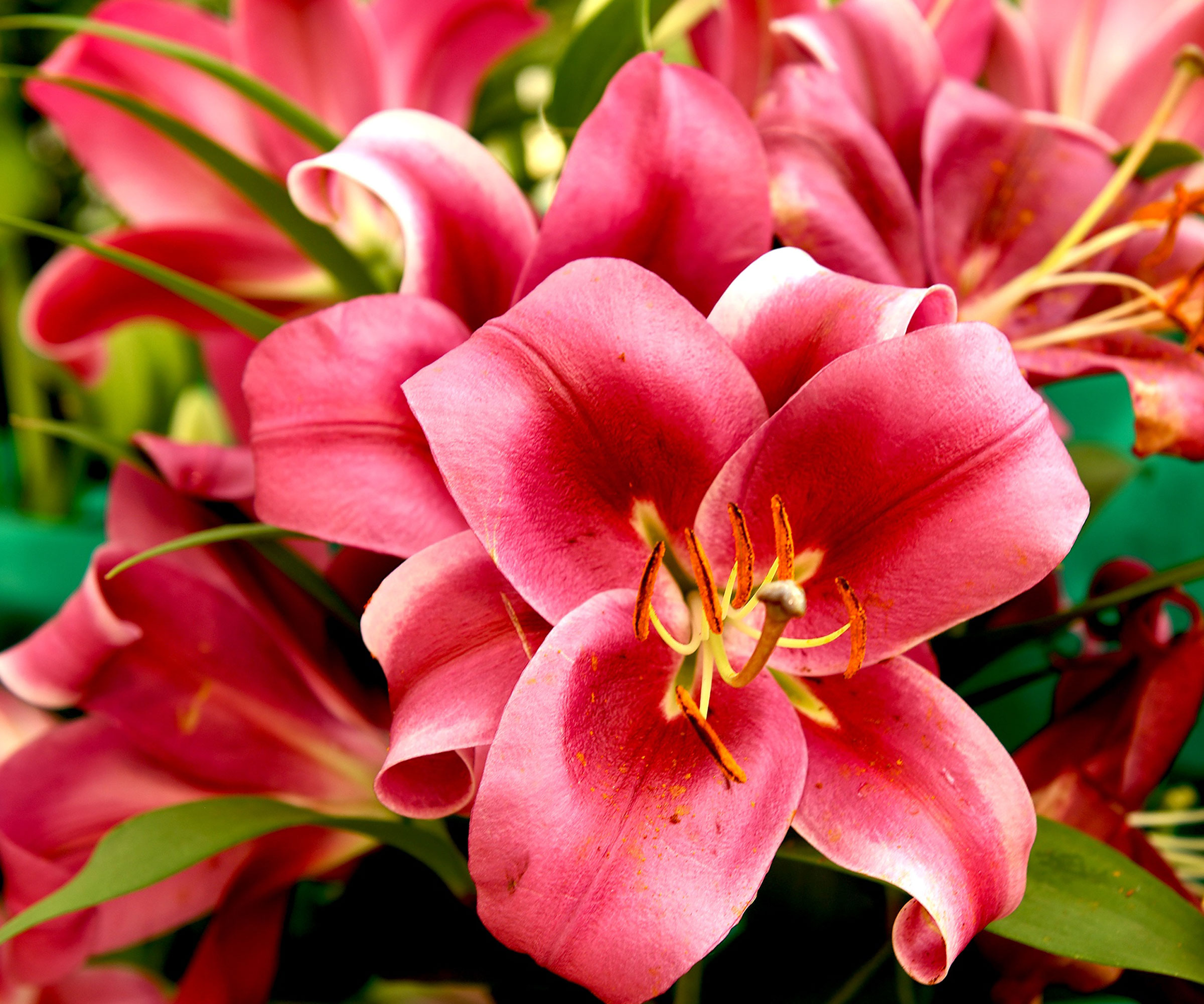 Orienpet lilies with red flower heads