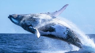 High angle view of humpback whale swimming in sea