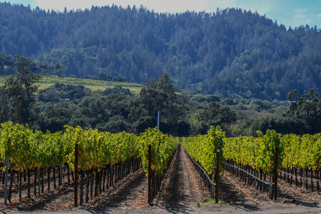 Vineyard in Napa