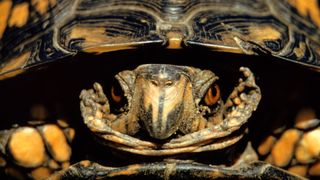 Close up of large turtle