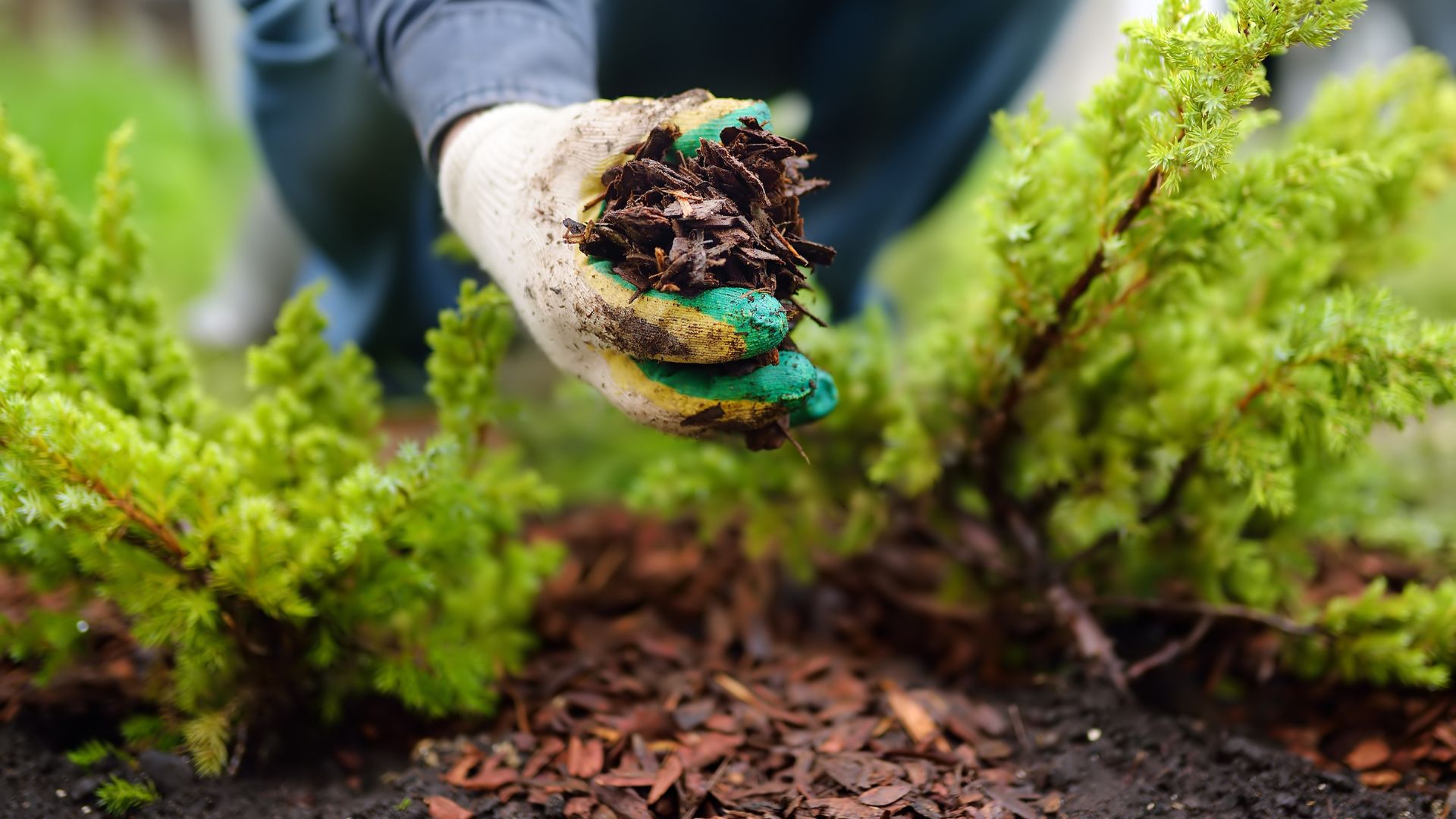 gardener adding mulch chippings to bare soil in garden
