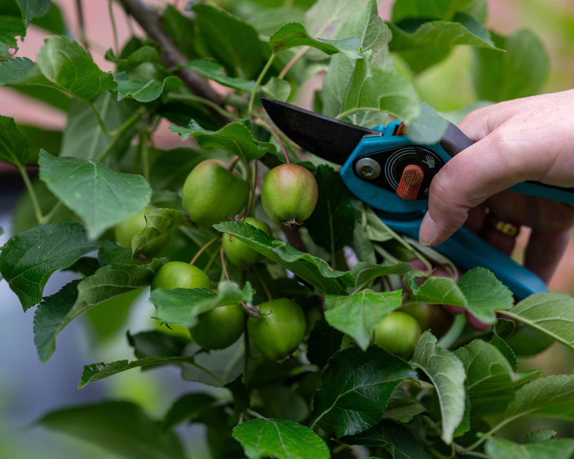 Thinning apples on tree