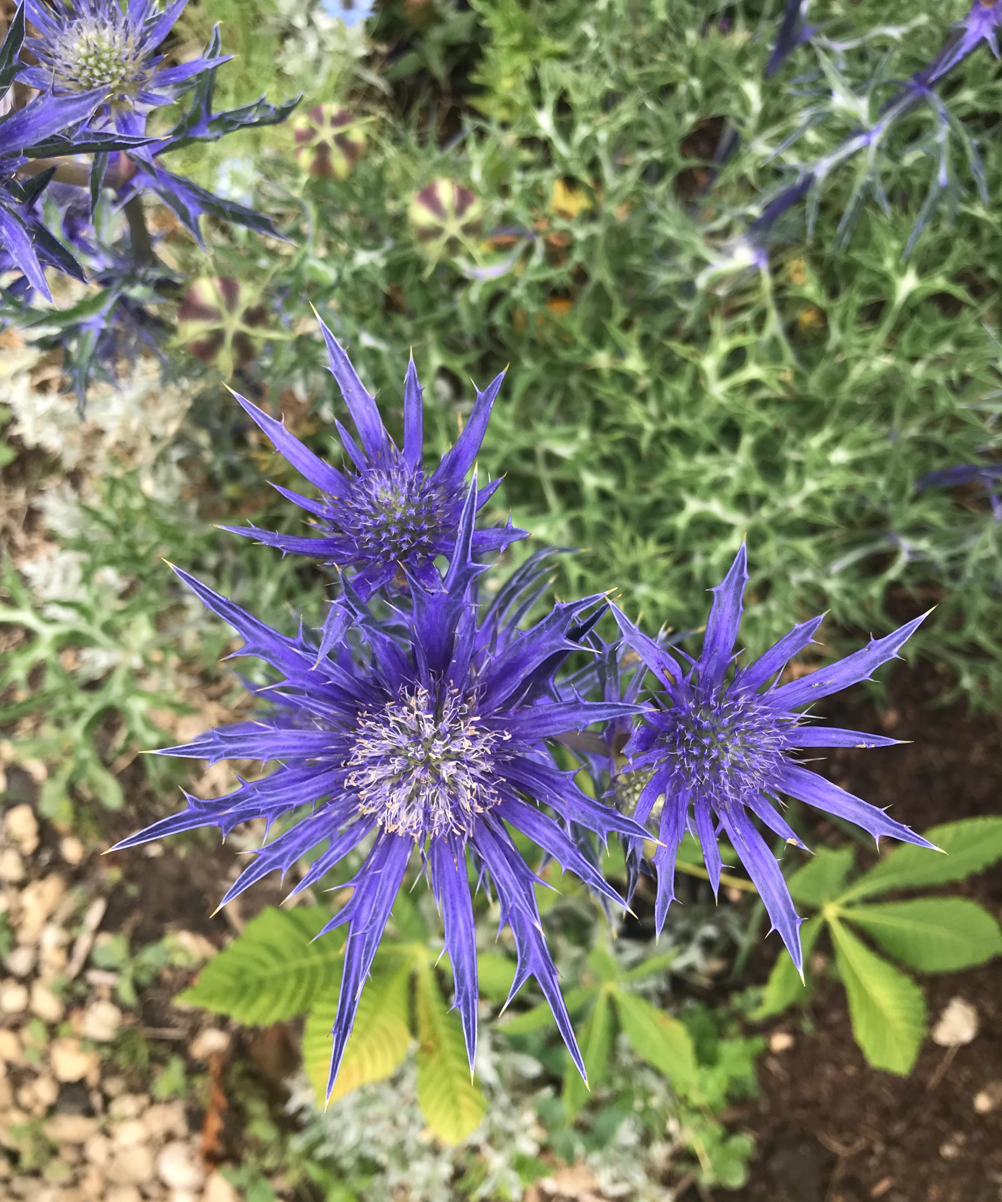 blue sea holly growing in a garden