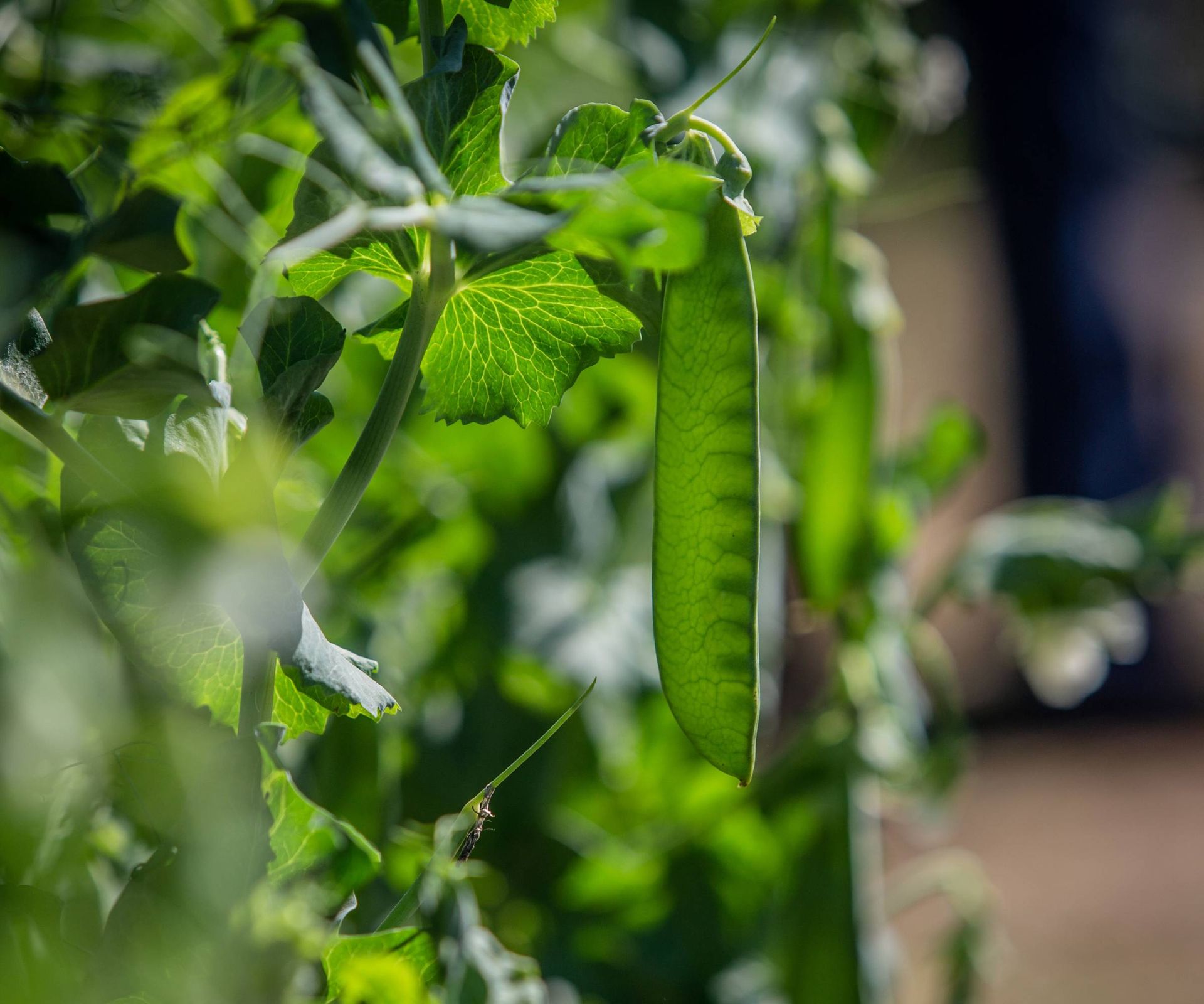 Close up of peas