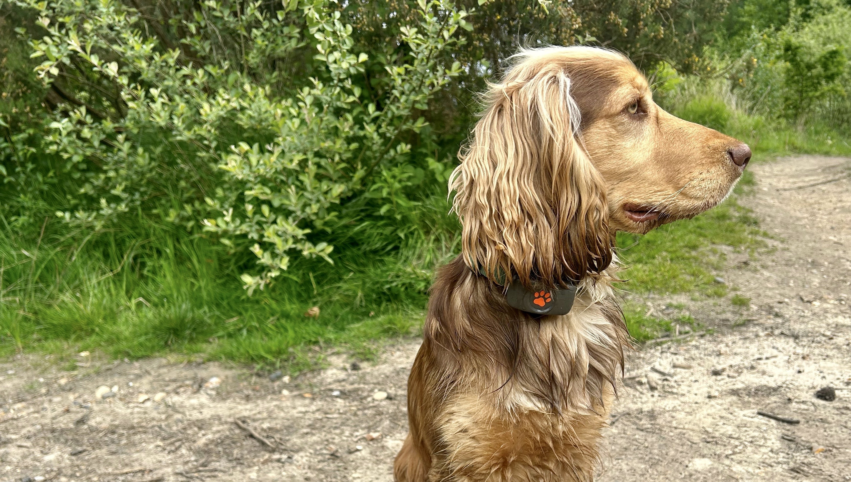 una foto del collar GPS PitPat en un perro