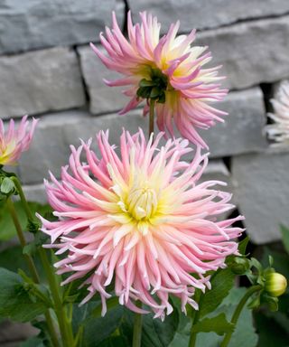 Dahlia 'Alfred Grille'