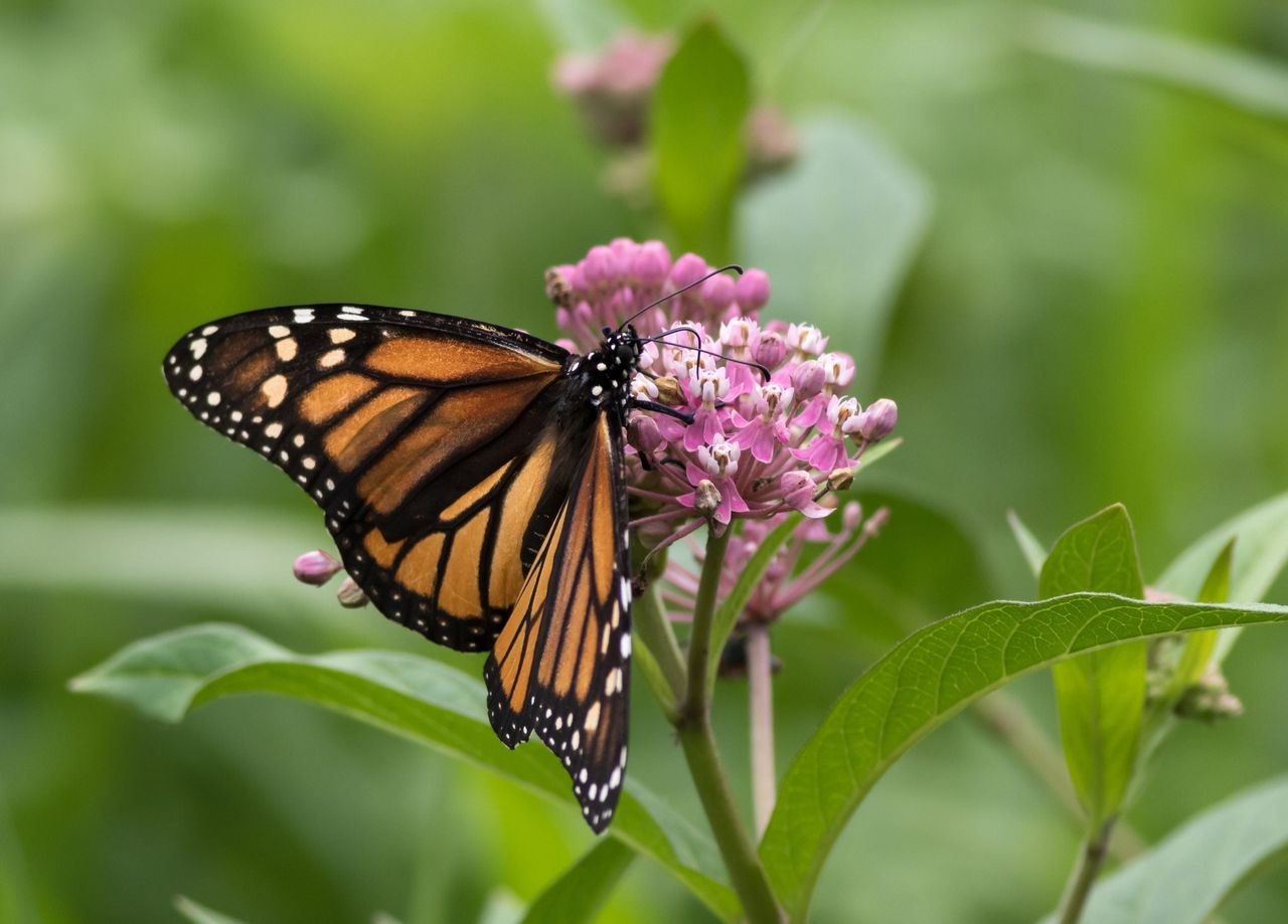 Different Types Of Milkweed: Best Kinds Of Milkweed For Butterflies ...