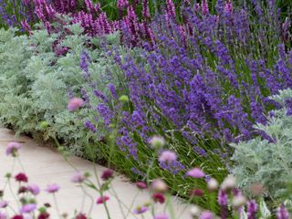 lavender plants and other flowers edging path