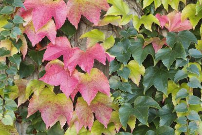 Red-Green Colored Vine Leaves