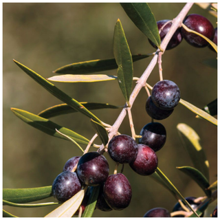 An olive 'arbequina' tree from Jackson & Perkins