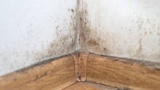 mould in corner of room on walls and skirting board