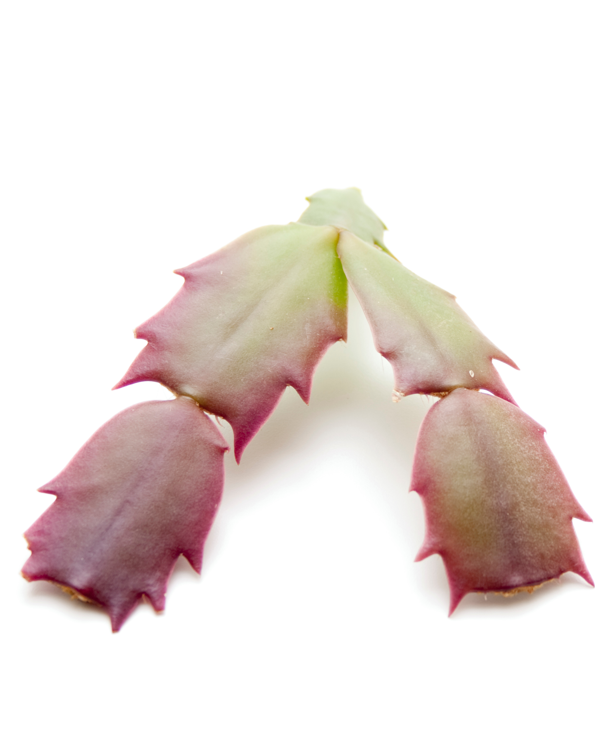 segment of christmas cactus ready for propagation