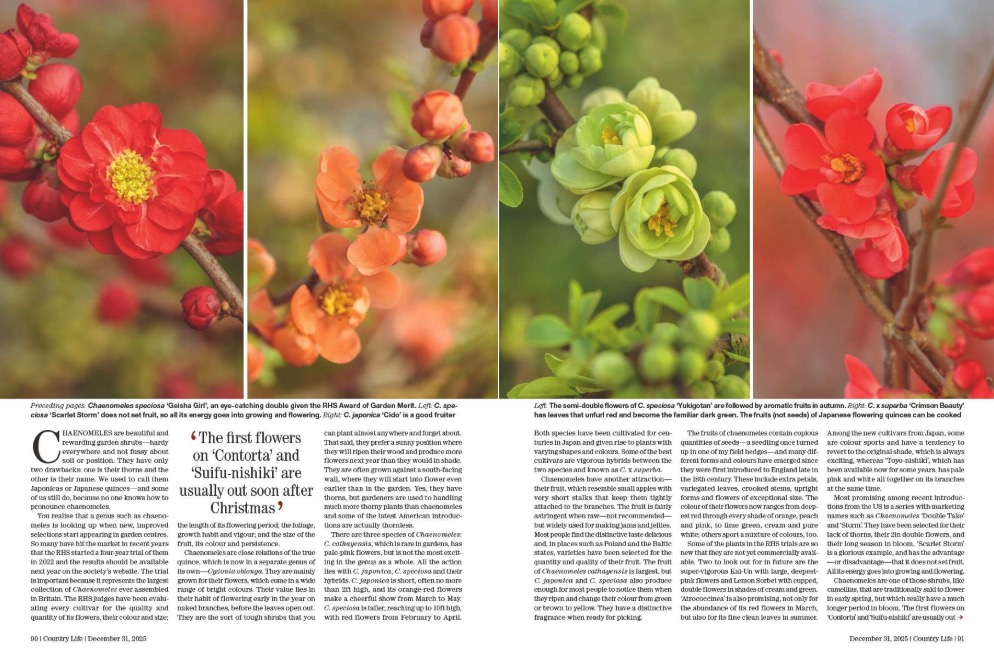 Magazine spread from Country Life 31 December 2025