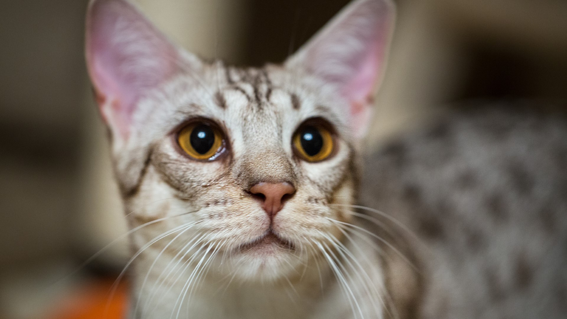 close up of an ocicat