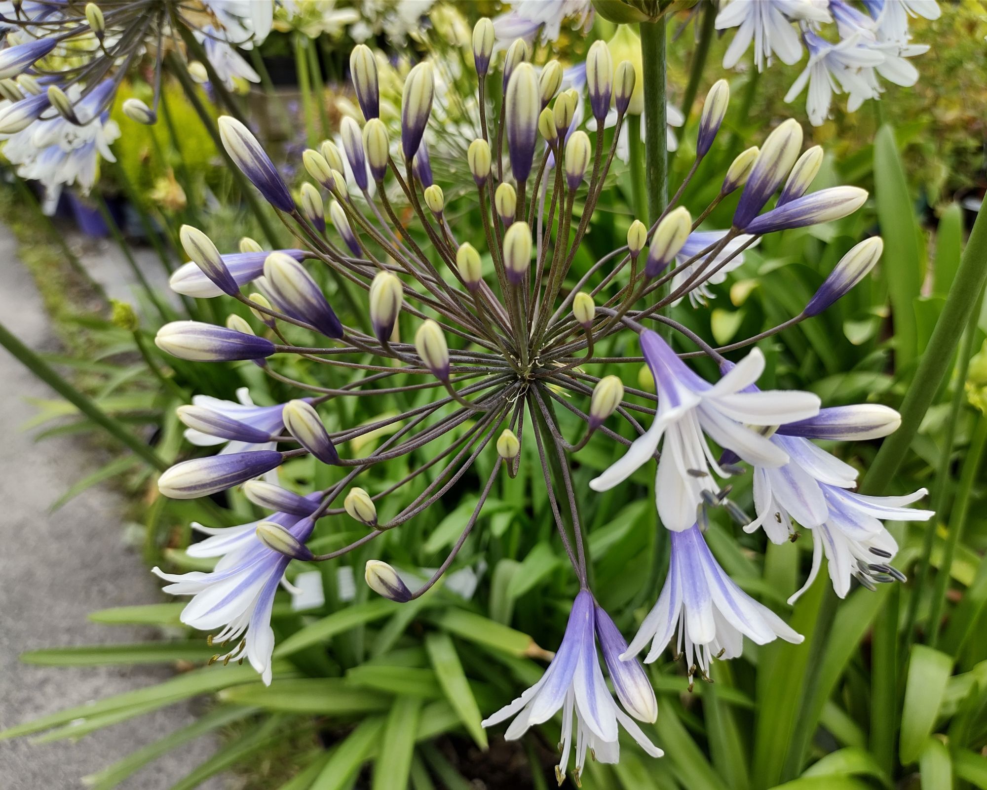 Twister Agapanthus