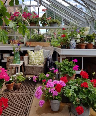 pelargoniums on greenhouse shelves