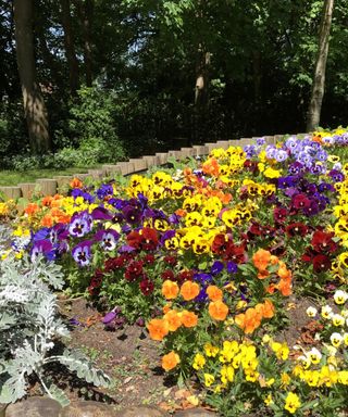 A flowerbed with orange, yellow, purple, and red pansies in it, with light wooden edging around the sides and tall dark green trees behind it