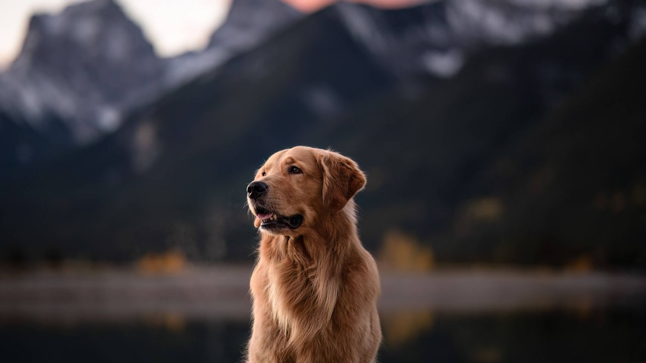 Dog against backdrop of mountains.