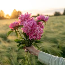 A hand holding a bouquet of pink peonies against a field