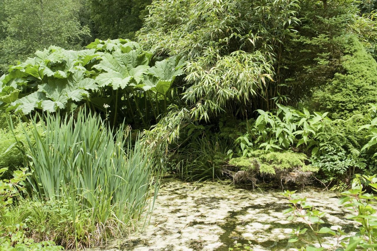 Green Riparian Style Garden