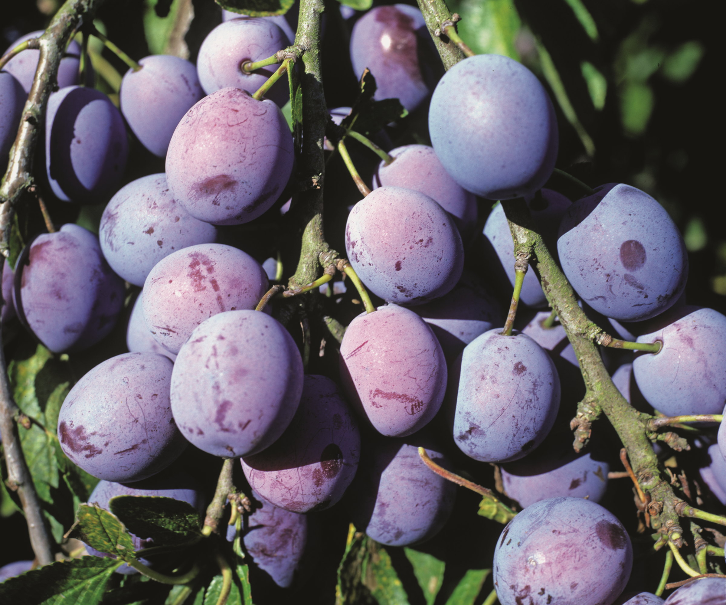 Lots of damson fruits growing and ripening on a tree
