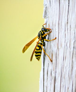Wasp on wood