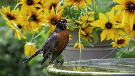 Robin at a bird bath with black-eyed Susans in the backgrouns