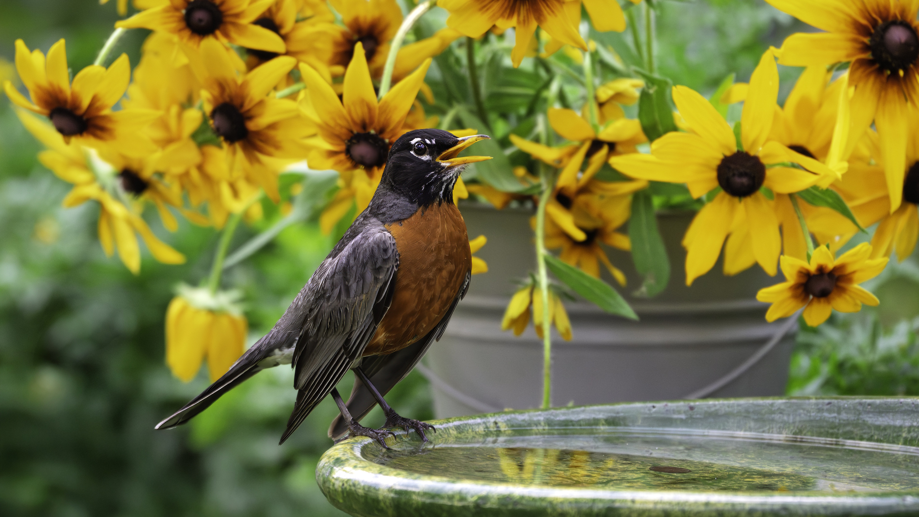 Robin at a bird bath with black-eyed Susans in the backgrouns