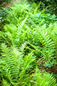 Outdoor Green Fern Plants