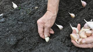 Garlic being sown
