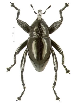 This is a picture of Trigonopterus moreaorum, which is named after the popular Papuan family surname "Morea."