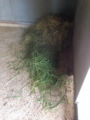 The grass I cut for Hilly