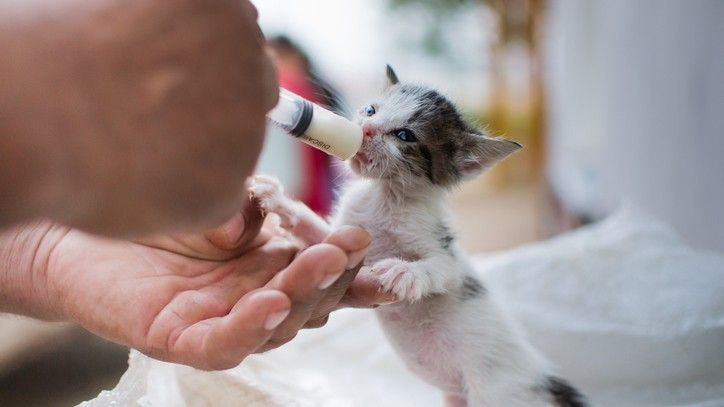 We asked a vet how to care for newborn kittens, here’s what they said