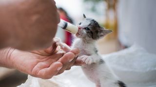 A newborn kitten being fed from a syringe