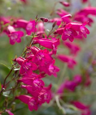 deep cerise penstemon flowers