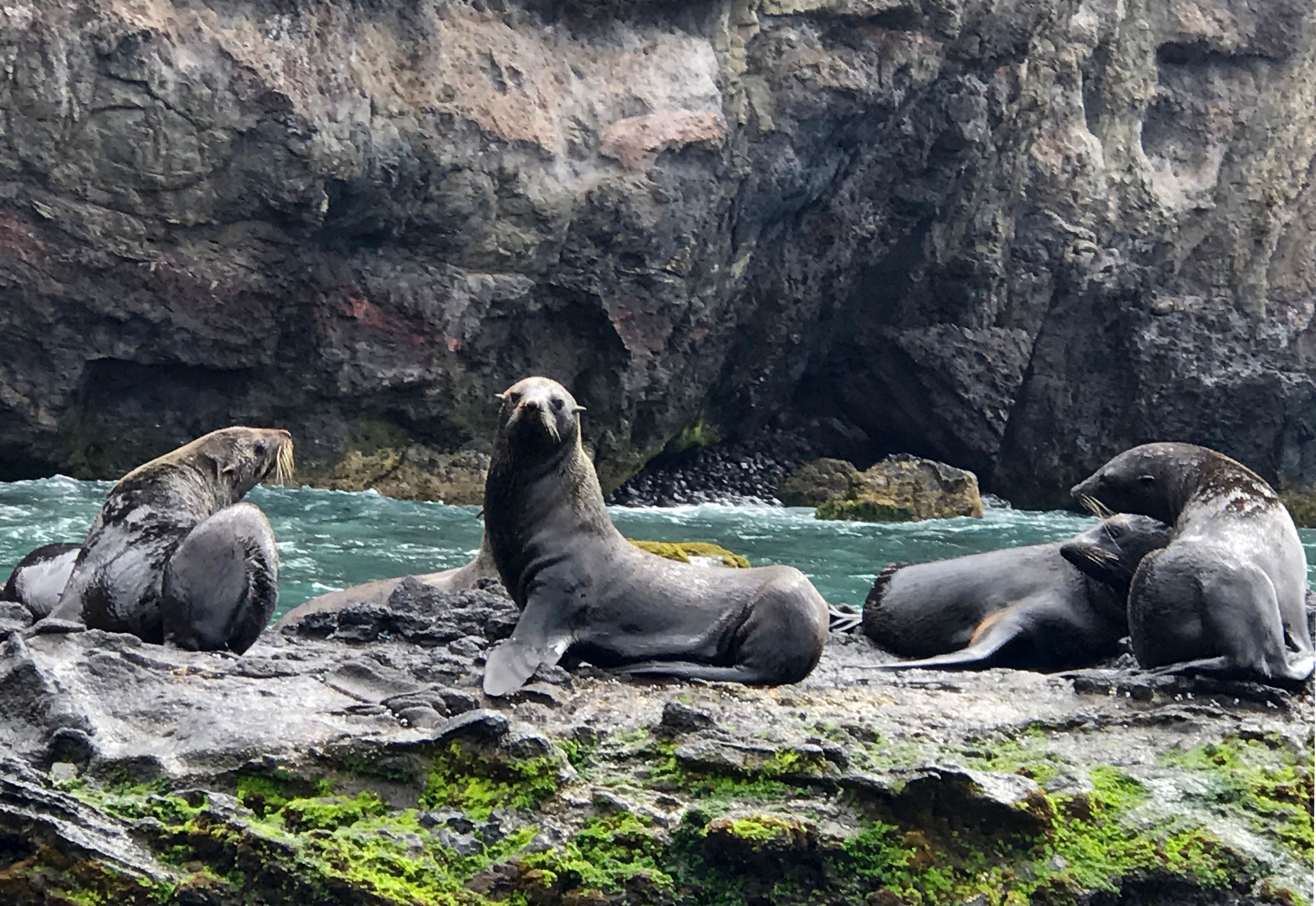 Seals on a beach on Isla Robinson Crusoe